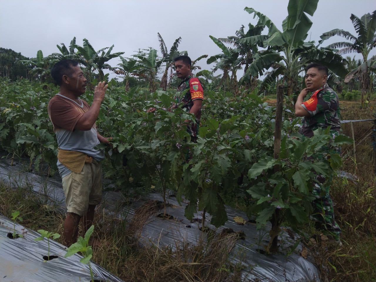 Beri Motivasi Kepada Petani, Babinsa Mapurujaya Membantu Merawat Tanaman Terong