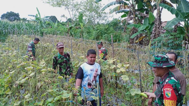 Aktif Dampingi Petani, Babinsa 02/Timika Sambangi Petani Timun