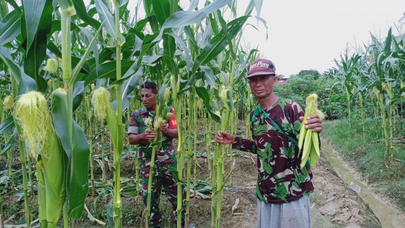 Babinsa Koramil 1710-02/Timika Dampingi Petani Di Wilayah Binaan Dalam Merawat Tanaman Jagung