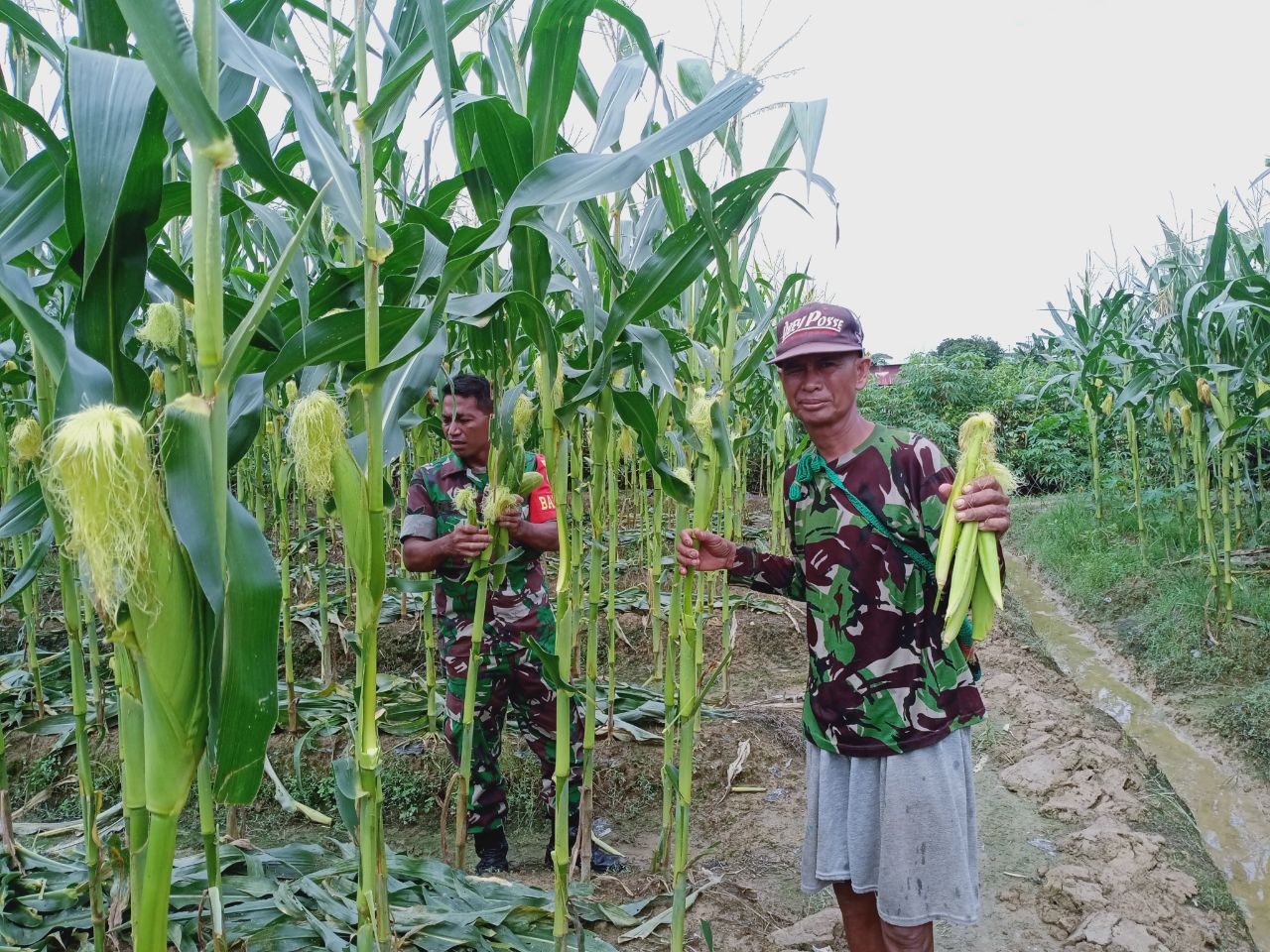 Babinsa Koramil 1710-02/Timika Dampingi Petani Di Wilayah Binaan Dalam Merawat Tanaman Jagung