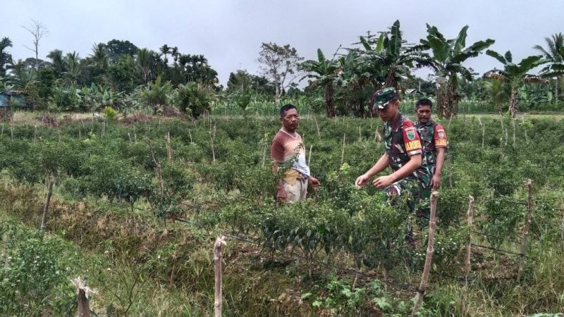 Melalui Komsos, Babinsa Koramil 1710-07/Mapurujaya Beri Dukungan Serta Motivasi Kepada Petani Di Wilayah Binaan