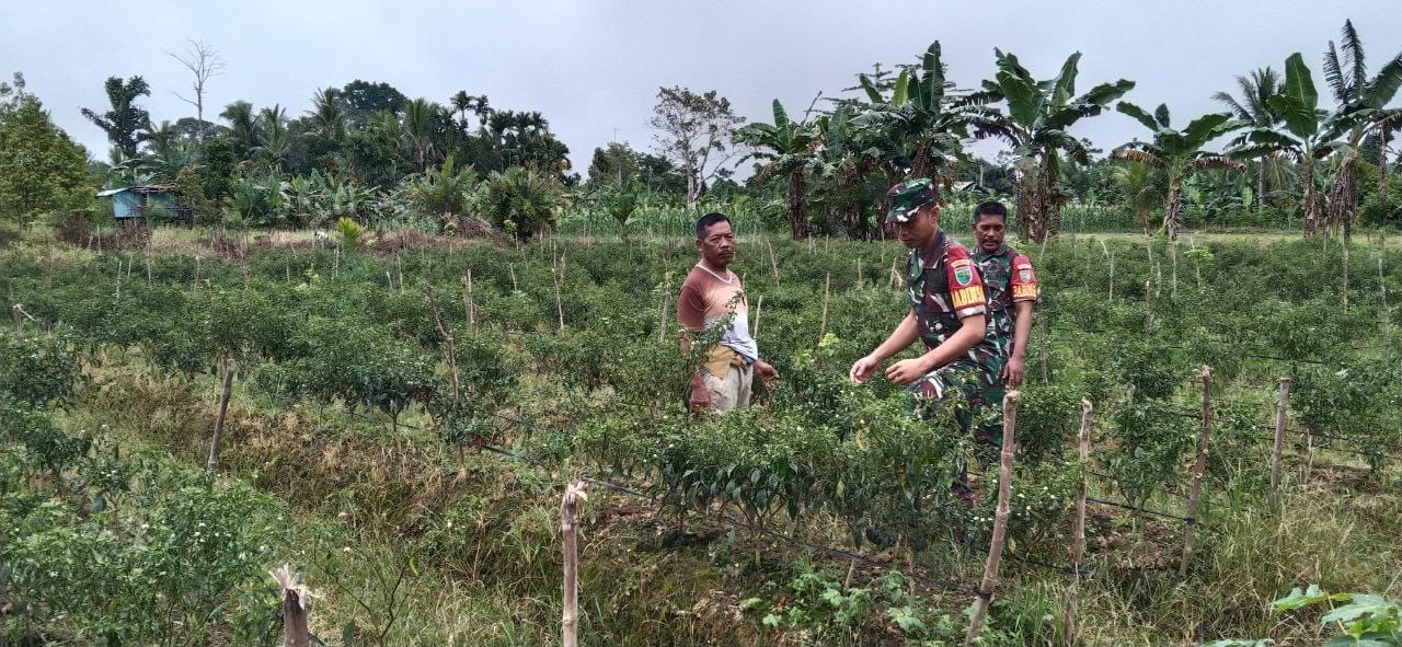 Melalui Komsos, Babinsa Koramil 1710-07/Mapurujaya Beri Dukungan Serta Motivasi Kepada Petani Di Wilayah Binaan