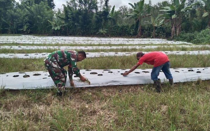 Bantu Wujudkan Program Ketahanan Pangan Di Wilayah, Babinsa Koramil 1710-07/Mapurujaya Setia Dampingi Petani