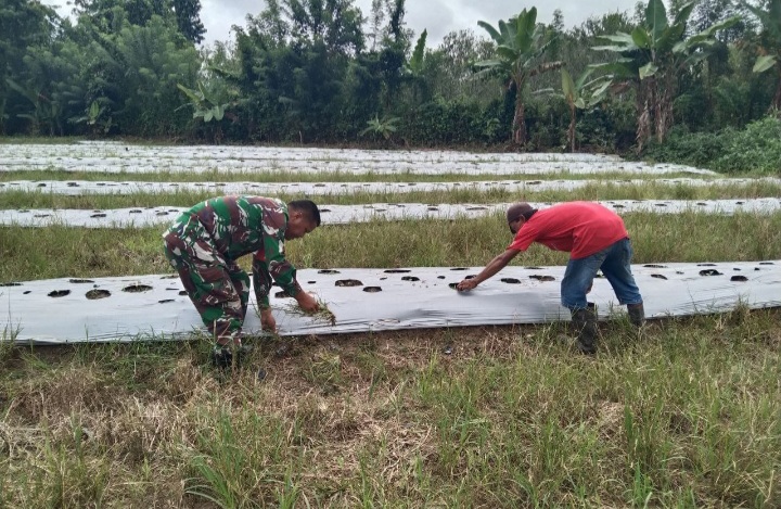 Bantu Wujudkan Program Ketahanan Pangan Di Wilayah, Babinsa Koramil 1710-07/Mapurujaya Setia Dampingi Petani