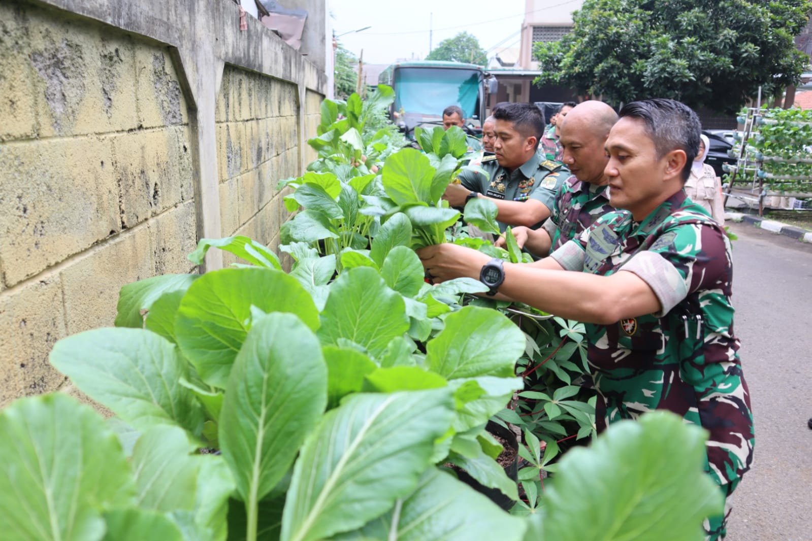 Kodim 0504/Jakarta Selatan Panen Sawi dilahan Ketahanan Pangan