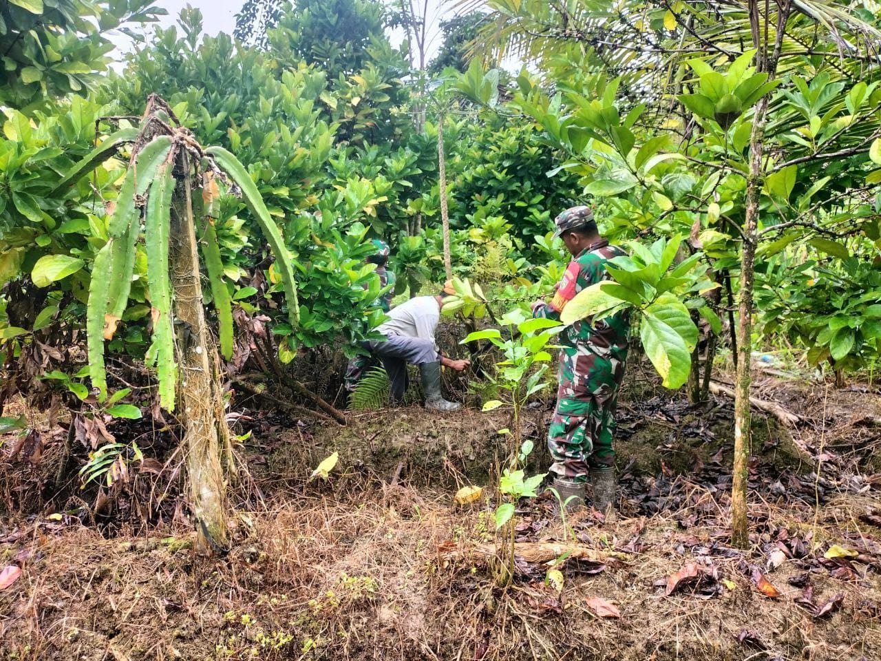 Tingkatkan Perekonomian Warga, Babinsa Mapurujaya Ajarkan Budidaya Kopi Robusta