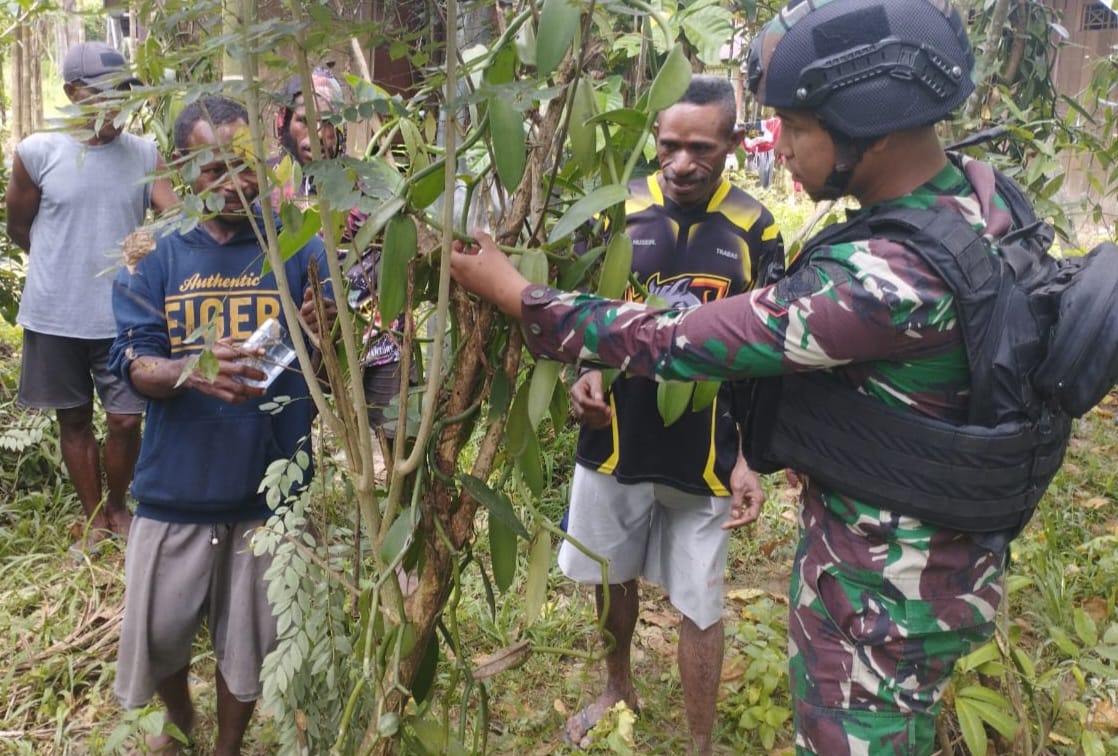 Prospek Menjanjikan, Satgas Yonif 143/TWEJ Intensifkan Budidaya Vanili Warga Perbatasan RI-PNG