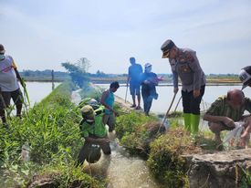 Hama Tikus Meresahkan Warga, Kapolsek Tanah Jawa Ikut Perburuan Tikus Sawah Bersama Warga