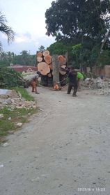 Lapor Bapak Bupati Camat Bandar Tidak Bisa Dikonfirmasi Terkait Penebangan Pohon Mahoni