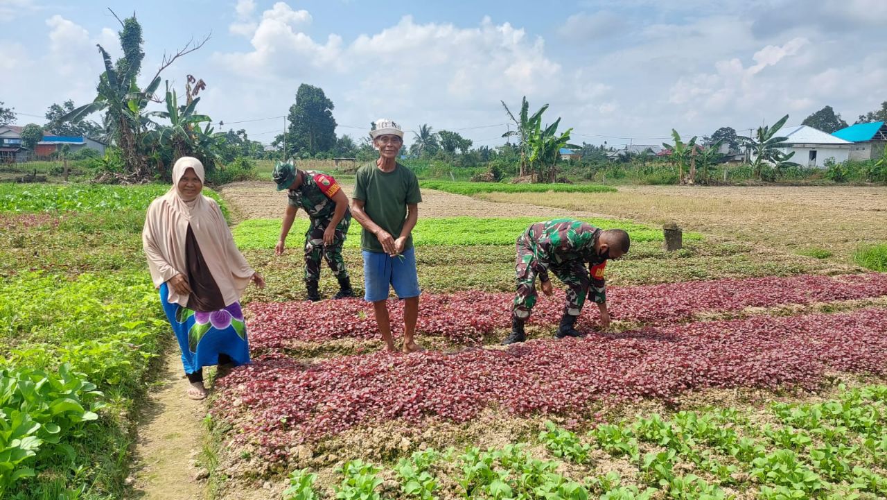 Babinsa Koramil 1710-02/Timika Membantu Petani Menggarap Lahan di Wilayah Binaan