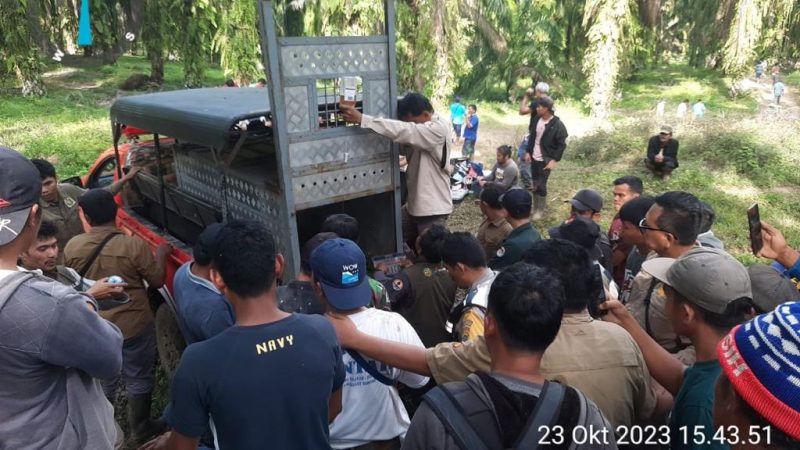 Polsek Dolok Panribuan Bantu Evakuasi Harimau Sumatera yang Terjerat Jebakan Babi Hutan